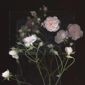 一龙五凤杨幂唐嫣双胞胎
